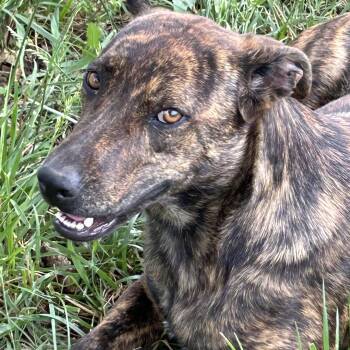 Plott Hound and Mountain Cur Dogs Available for Adoption in Okolona, Mississippi - Tillie | PetCurious