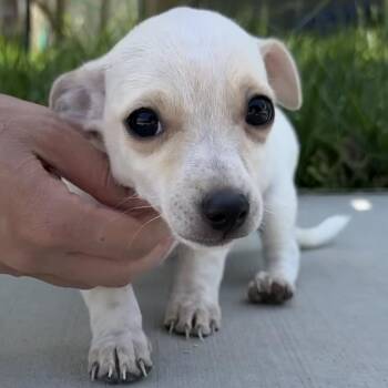 Chihuahua and Terrier Dogs Available for Adoption in Ridgefield, Washington - Mr. Happy Graham | PetCurious