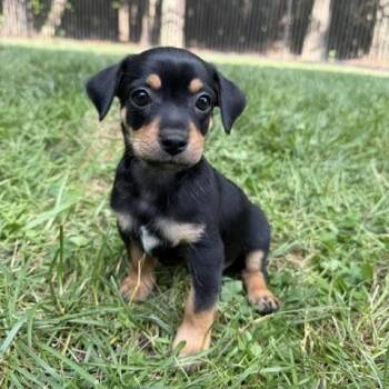 Miz -  Chihuahua Dog for Adoption in Midlothian, Virginia - Miz | PetCurious