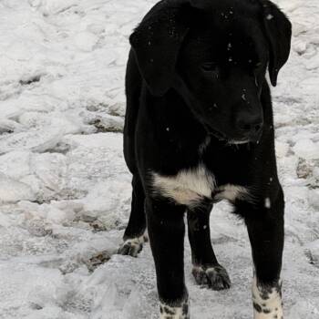 Black Labrador Retriever and Great Pyrenees Dogs Available for Adoption in Duck River, Tennessee - Gunther | PetCurious