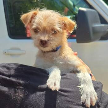 CT Maybelle avail Jun 13 (Four Town Craft Fair- Somers, CT) -  Chihuahua and Maltese Dog for Adoption in Eastford, Connecticut - CT Maybelle Avail Jun 13 (Four Town Craft Fair- Somers, CT) | PetCurious