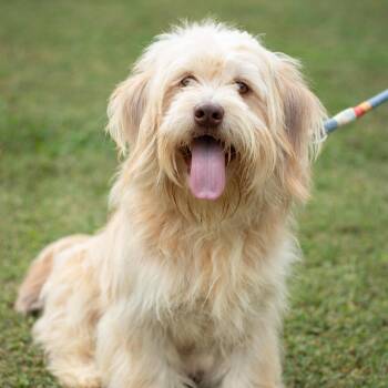 Benji -  Havanese Dog for Adoption in Statesville, North Carolina - Benji | PetCurious