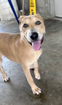 Rescue Mixed Breed Dogs for Adoption in Fort Worth, Texas - Daisy | PetCurious