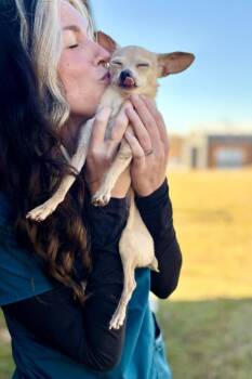 Rescue Chihuahua Dogs for Adoption in Waxhaw, North Carolina - Pierre | PetCurious