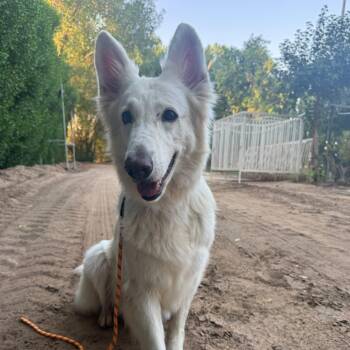 Jennie -  White German Shepherd Dog for Adoption in New York, New York - Jennie | PetCurious