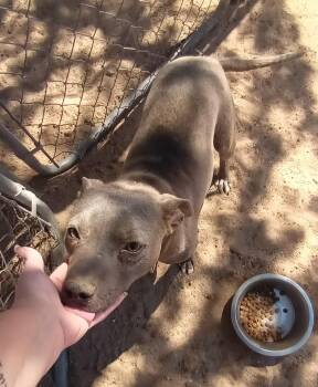 American Bully Dogs Available for Adoption in Ventura, California - Kiwi  | PetCurious