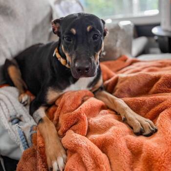 SweetTart -  Mixed Breed Dog for Adoption in Springboro, Ohio - SweetTart | PetCurious