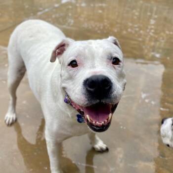 King -  English Bulldog Dog for Adoption in Freeport, Florida - King | PetCurious