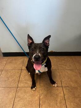 Pit Bull Terrier Dogs Available for Adoption in Marion, Ohio - Hogan | PetCurious