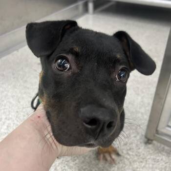 ZUKO -  Mixed Breed Dog for Adoption in Richmond, California - ZUKO | PetCurious