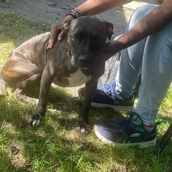Gemini -  Pit Bull Terrier and Mixed Breed Dog for Adoption in Bristol, Indiana - Gemini | PetCurious