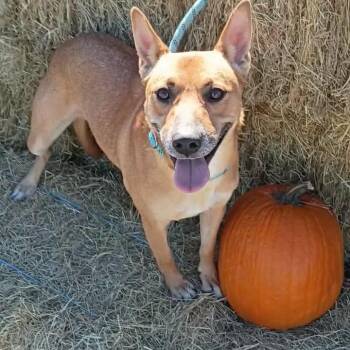 KiKi P46542 -  Cattle Dog and Australian Shepherd Dog for Adoption in Corsicana, Texas - KiKi P46542 | PetCurious