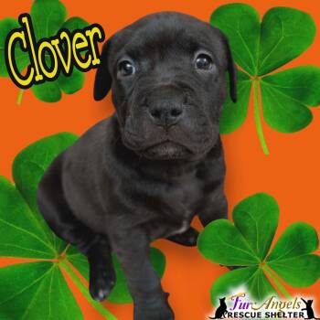 Mixed Breed Dogs Available for Adoption - Clover | PetCurious
