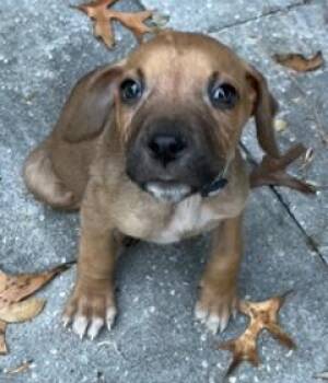 Beagle and Treeing Walker Coonhound Dogs Available for Adoption - Louise | PetCurious