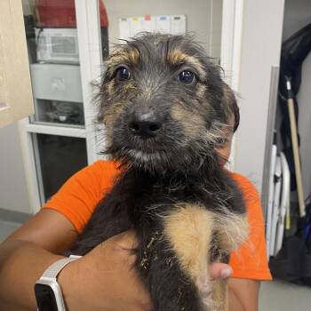 Sateen -  Cairn Terrier Dog for Adoption in Westminster, California - Sateen | PetCurious