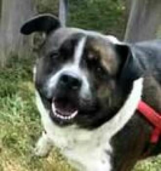 Rescue Boston Terrier and Mixed Breed Dogs for Adoption in Paris, Kentucky - Bobo | PetCurious