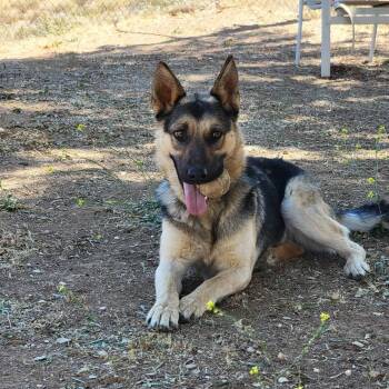 Shadow -  German Shepherd Dog Dog for Adoption in Oriskany, New York - Shadow | PetCurious