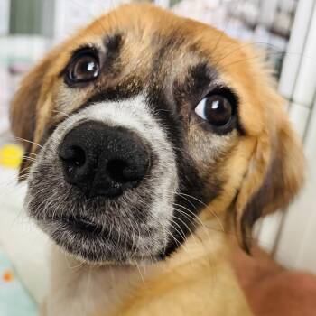 Delilah -  Retriever and Collie Dog for Adoption in Minneapolis, Minnesota - Delilah | PetCurious