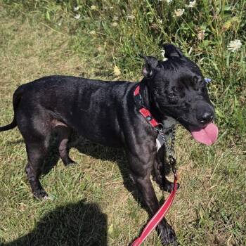 Rescue Pit Bull Terrier and Mixed Breed Dogs for Adoption in Rock Falls, Illinois - Ocean | PetCurious