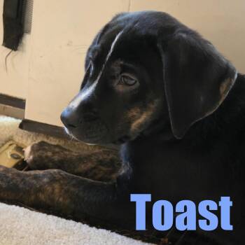 Toast -  Hound and Mixed Breed Dog for Adoption in Ellicott City, Maryland - Toast | PetCurious