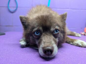 Mocha -  Pomeranian Dog for Adoption in Tacoma, Washington - Mocha | PetCurious
