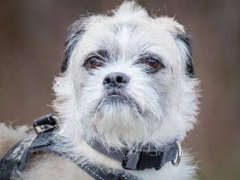 Pug and Shih Tzu Dogs Available for Adoption in Pointe-fortune, Quebec - Prince | PetCurious