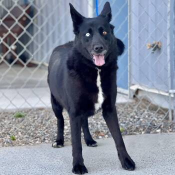 61605873 -  Husky and Shepherd Dog for Adoption in Elko, Nevada - 61605873 | PetCurious