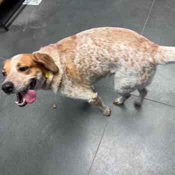Cattle Dog and Mixed Breed Dogs Available for Adoption in Idaho Falls, Idaho - Scooter | PetCurious