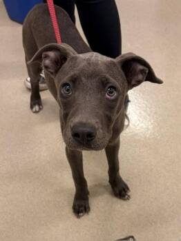 MAGGIE -  Pit Bull Terrier Dog for Adoption in Baytown, Texas - MAGGIE | PetCurious