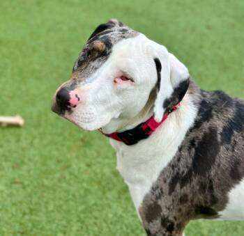 Catahoula Leopard Dog Dogs Available for Adoption in Orland Park, Illinois - Mister Mars | PetCurious
