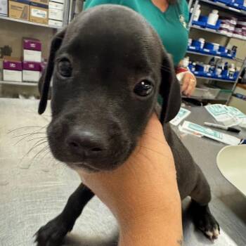 SCFL-Stray-66767_2_3_4_5 -  Mixed Breed Dog for Adoption in Lake Panasoffkee, Florida - SCFL-Stray-66767_2_3_4_5 | PetCurious