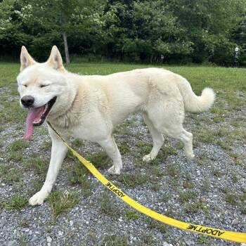 Atlas -  Akita and Husky Dog for Adoption in Harrisonburg, Virginia - Atlas | PetCurious