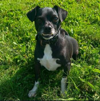 Rescue Chihuahua and Mixed Breed Dogs for Adoption in Hudson, New York - Lazlo | PetCurious