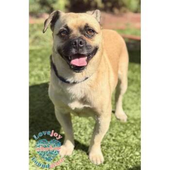 Bruno -  Puggle Dog for Adoption in Inglewood, California - Bruno | PetCurious