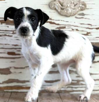 Border Collie and Terrier Dogs Available for Adoption in Carrollton, Texas - Kalani | PetCurious