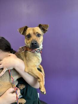 Chihuahua Dogs Available for Adoption in Salt Lake City, Utah - *Mr. Pumpernickle* | PetCurious