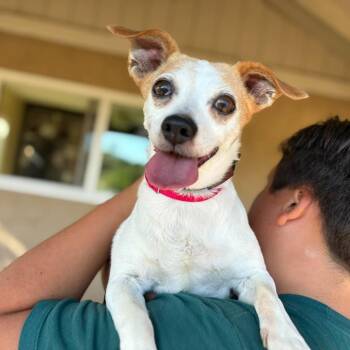 Gus Roanoke -  Jack Russell Terrier Dog for Adoption in Ramona, California - Gus Roanoke | PetCurious