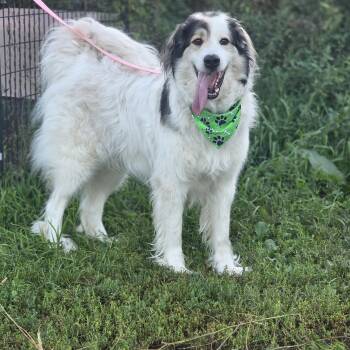 Major -  Great Pyrenees and Collie Dog for Adoption in Walthill, Nebraska - Major | PetCurious