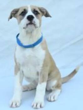 Hound and Mixed Breed Dogs Available for Adoption in Kansas City, Missouri - Kallie | PetCurious