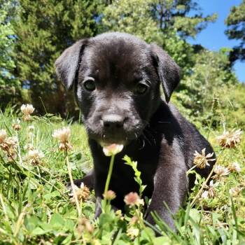 Imola -  Labrador Retriever Dog for Adoption in Wake Forest, North Carolina - Imola | PetCurious