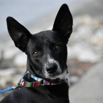 Terrier Dogs Available for Adoption - Harry Styles | PetCurious