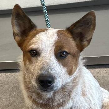 110386 -  Mixed Breed Dog for Adoption in Las Cruces, New Mexico - 110386 | PetCurious
