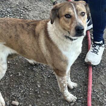 Cattle Dog Dogs Available for Adoption - Chai | PetCurious