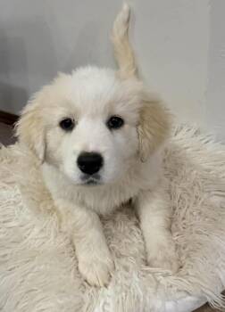 Great Pyrenees Dogs Available for Adoption - Twigg  | PetCurious