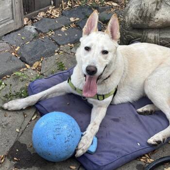 Macintosh -  Shepherd and Mixed Breed Dog for Adoption in San Francisco, California - Macintosh | PetCurious