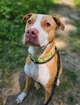 Rescue Pit Bull Terrier and Mixed Breed Dogs for Adoption in Twinsburg, Ohio - Shiloh | PetCurious