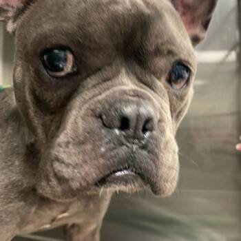Colette -  French Bulldog Dog for Adoption in Des Moines, Iowa - Colette | PetCurious