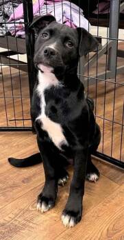Rescue Spaniel and Labrador Retriever Dogs for Adoption in Troy, Alabama - Green Lantern | PetCurious