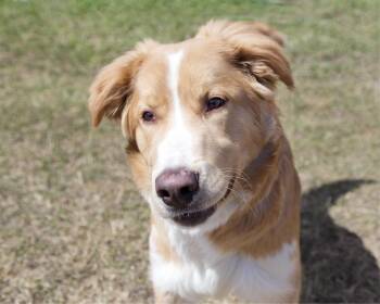 Retriever Dogs Available for Adoption in Winnipeg, Manitoba - Champ  | PetCurious
