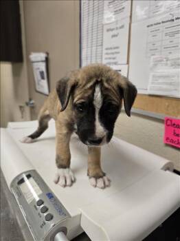 Rescue Labrador Retriever and Mixed Breed Dogs for Adoption in Conroe, Texas - A421003 | PetCurious